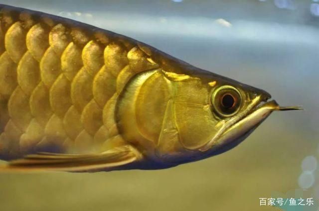 過背金龍魚成長過程圖片：關于過背金龍魚成長過程圖片詳情