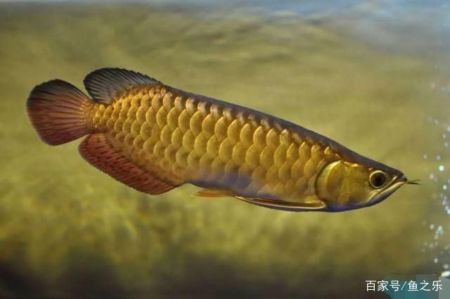 過背金龍魚成長過程圖片：關于過背金龍魚成長過程圖片詳情