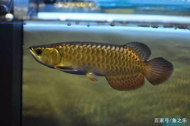 過背金龍魚成長過程圖片：關于過背金龍魚成長過程圖片詳情