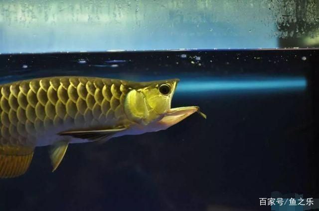 過背金龍魚成長過程圖片：關于過背金龍魚成長過程圖片詳情