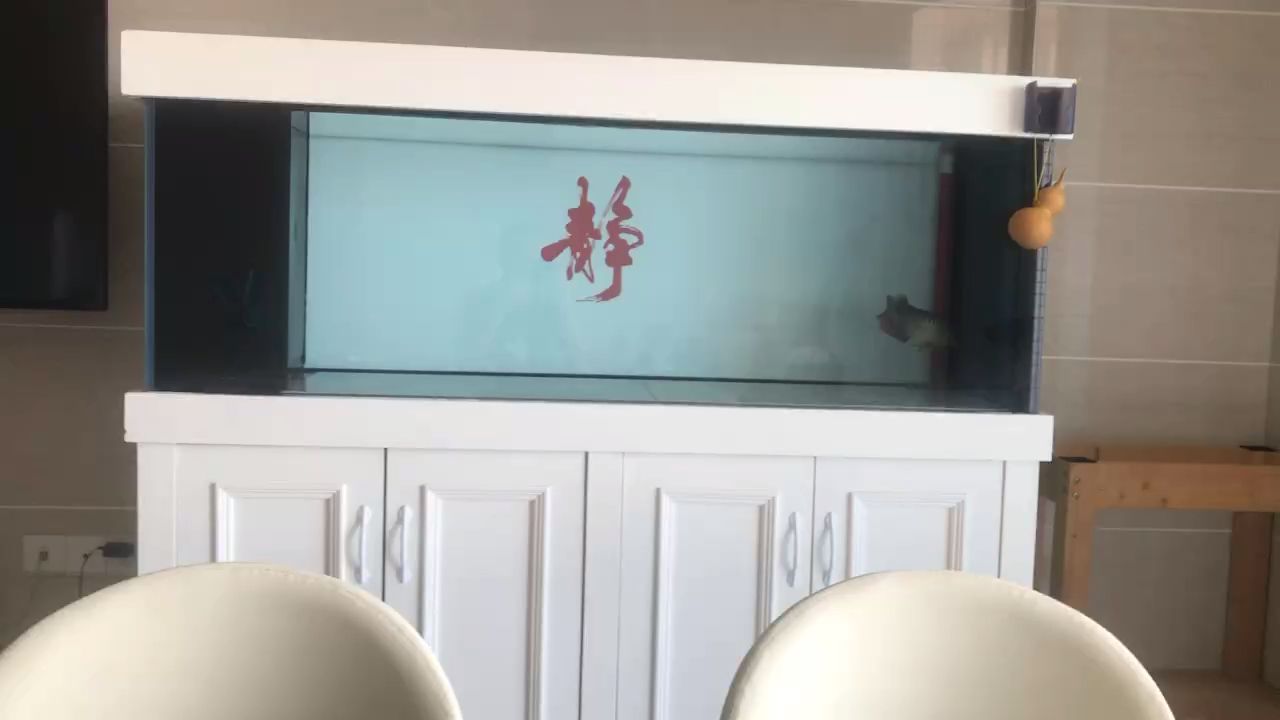 回來兩天狀態慢慢上來了 回來兩天狀態慢慢上來了 龍魚論壇