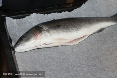 狗鯊魚（海洋生態(tài)保護狗鯊魚的營養(yǎng)價值解析狗鯊魚的營養(yǎng)價值）