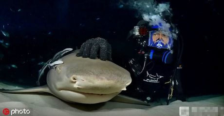 狗鯊魚（海洋生態(tài)保護狗鯊魚的營養(yǎng)價值解析狗鯊魚的營養(yǎng)價值）