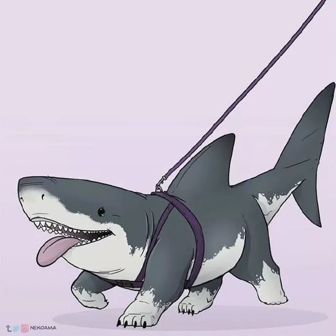 狗鯊魚（海洋生態保護狗鯊魚的營養價值解析狗鯊魚的營養價值） 狗鯊魚（海洋生態保護狗鯊魚的營養價值解析狗鯊魚的營養價值） 印尼大湖漁場產業聯盟 第4張