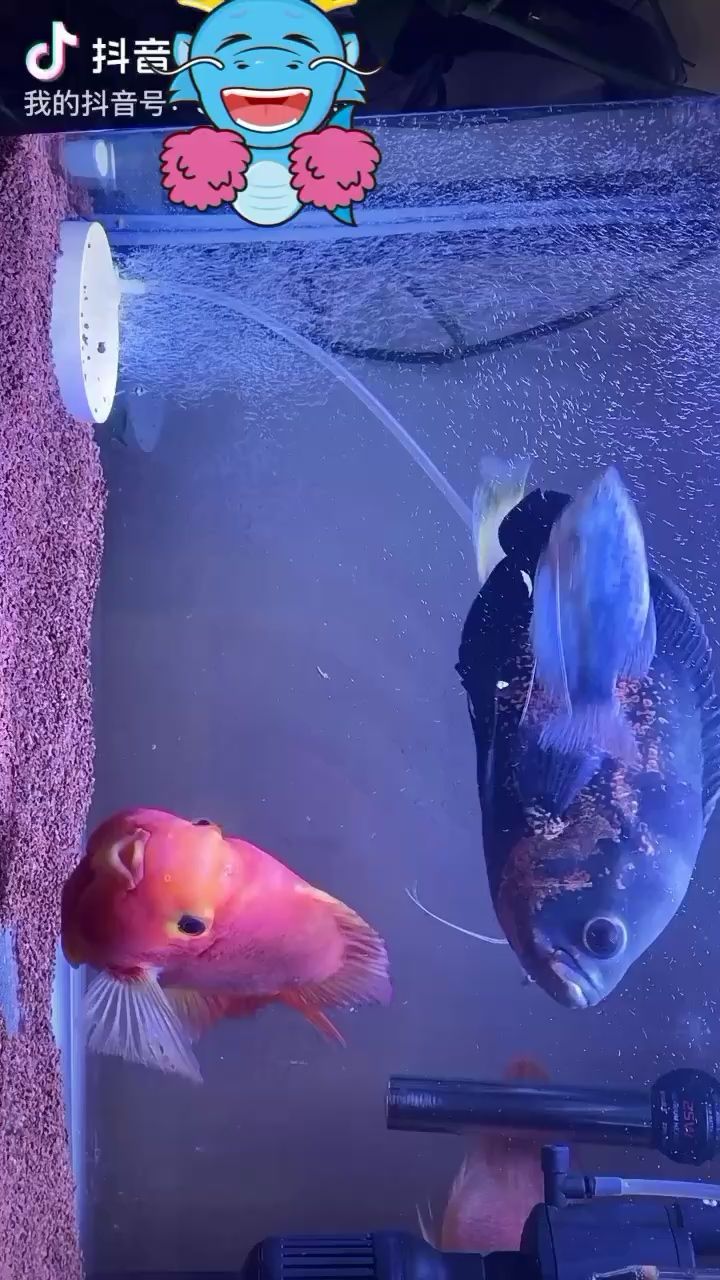 水族館魚缸過濾系統圖紙（水族館魚缸過濾方案）