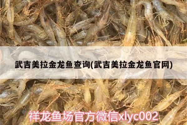 武吉美拉金龍魚查詢(武吉美拉金龍魚官網) 武吉美拉金龍魚查詢(武吉美拉金龍魚官網) 武吉美拉金龍魚