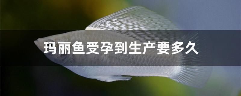 樂山魚缸定制店地址在哪里啊（樂山賣魚缸的地方有哪些）