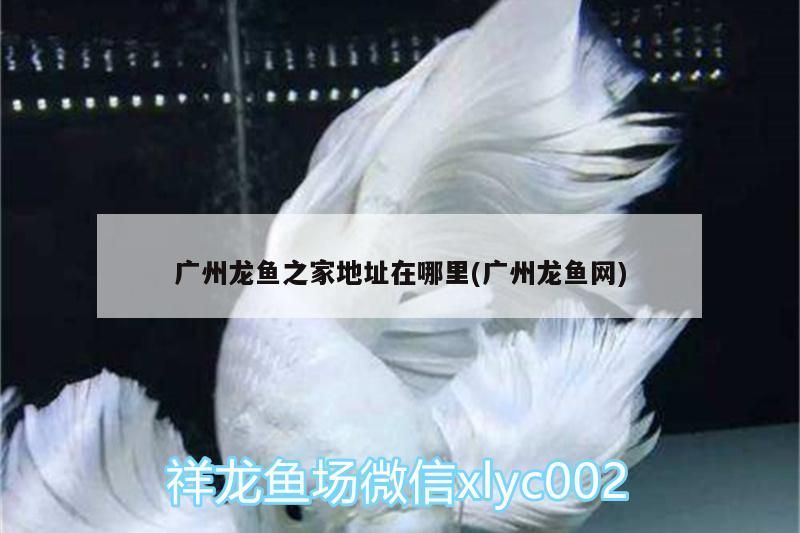廣州龍魚之家地址在哪里(廣州龍魚網) 廣州龍魚之家地址在哪里(廣州龍魚網) 龍魚之家