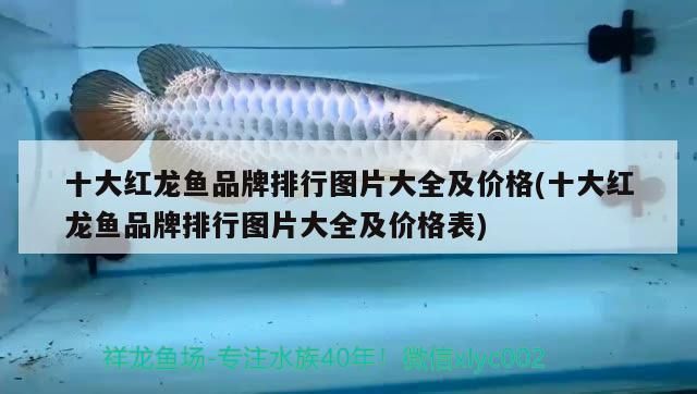 飼料 十大紅龍魚品牌排行圖片大全及價格(十大紅龍魚品牌排行圖片大全及價格表) 可麗愛魚缸 十大紅龍魚品牌排行圖片大全及價格(十大紅龍魚品牌排行圖片大全及價格表) 十大紅龍魚品牌排行圖片大全及價格(十大紅龍魚品牌排行圖片大全及價格表) 可麗愛魚缸