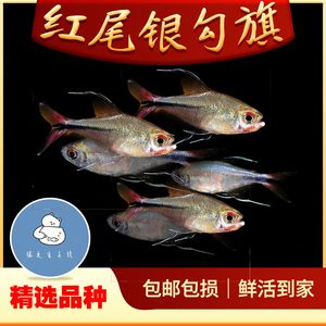 高端淡水觀賞魚有哪些品種（淡水觀賞魚的繁殖與遺傳學(xué)）