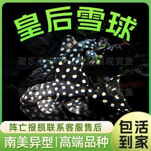 高端淡水觀賞魚有哪些品種（淡水觀賞魚的繁殖與遺傳學(xué)）