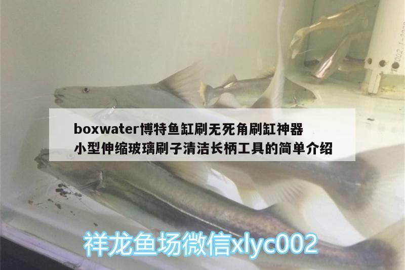 boxwater博特魚缸刷無死角刷缸神器小型伸縮玻璃刷子清潔長柄工具的簡單介紹 boxwater博特魚缸刷無死角刷缸神器小型伸縮玻璃刷子清潔長柄工具的簡單介紹 博特水族