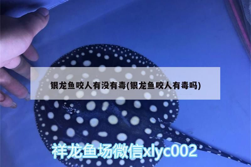銀龍魚咬人有沒有毒(銀龍魚咬人有毒嗎)