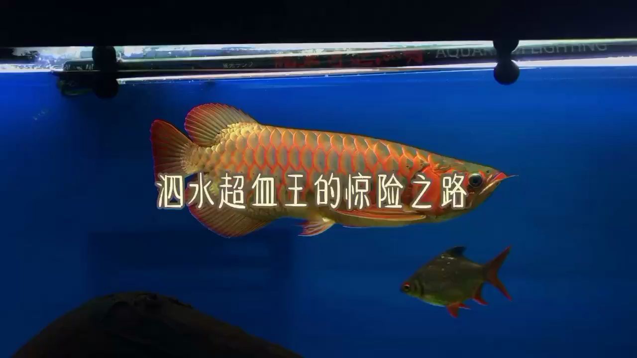 深夜拯救泗水記錄 深夜拯救泗水記錄 泗水龍魚 第2張