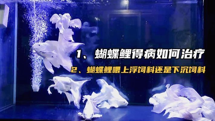 蝴蝶鯉應(yīng)該喂沉料還是浮料（關(guān)于蝴蝶鯉飼料選擇（浮料vs沉料）需結(jié)合魚(yú)的習(xí)性、水質(zhì)管理及飼養(yǎng)目標(biāo)綜合判斷）