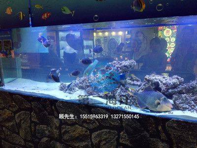 海水觀賞魚店名字（關于海水觀賞魚店名字的建議）
