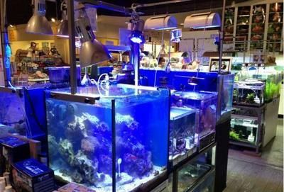 海水觀賞魚店名字(關(guān)于海水觀賞魚店名字的建議) 印尼大湖漁場(chǎng)產(chǎn)業(yè)聯(lián)盟 第4張 海水觀賞魚店名字(關(guān)于海水觀賞魚店名字的建議) 海水觀賞魚店名字(關(guān)于海水觀賞魚店名字的建議) 印尼大湖漁場(chǎng)產(chǎn)業(yè)聯(lián)盟 第4張