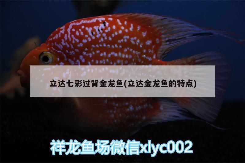 立達(dá)七彩過背金龍魚(立達(dá)金龍魚的特點(diǎn)) 立達(dá)七彩過背金龍魚(立達(dá)金龍魚的特點(diǎn)) 立達(dá)金龍魚
