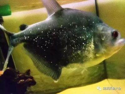 觀賞魚治療白點病需要停食嗎（治療觀賞魚白點病需要停止喂食嗎？）