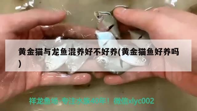 黃金貓與龍魚混養好不好養(黃金貓魚好養嗎) 黃金貓與龍魚混養好不好養(黃金貓魚好養嗎) 黃金貓魚百科