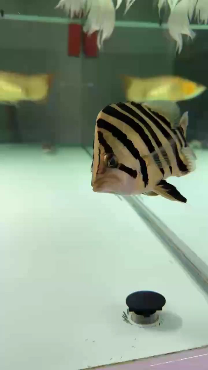 剛到家24公分 剛到家24公分 龍魚(yú)論壇