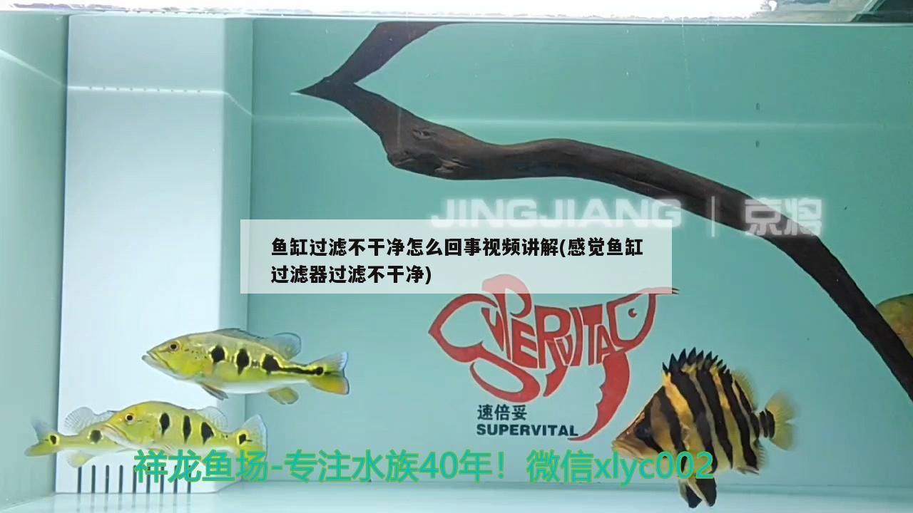 魚缸過濾不干凈怎么回事視頻講解(感覺魚缸過濾器過濾不干凈) 魚缸過濾不干凈怎么回事視頻講解(感覺魚缸過濾器過濾不干凈) iwish愛唯希品牌魚缸