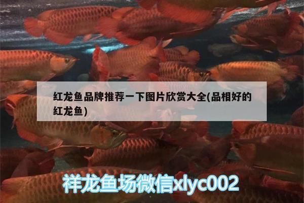紅龍魚品牌推薦知乎文章怎么寫的好：紅龍魚品牌推薦的知乎文章寫作思路 紅龍魚品牌推薦知乎文章怎么寫的好：紅龍魚品牌推薦的知乎文章寫作思路 紅龍魚百科 第1張