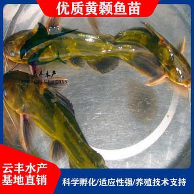 廣州觀賞魚養殖基地在哪兒有賣（廣州觀賞魚養殖基地廣州觀賞魚養殖基地廣州觀賞魚養殖基地） 廣州觀賞魚養殖基地在哪兒有賣（廣州觀賞魚養殖基地廣州觀賞魚養殖基地廣州觀賞魚養殖基地） 天王紅龍 第1張