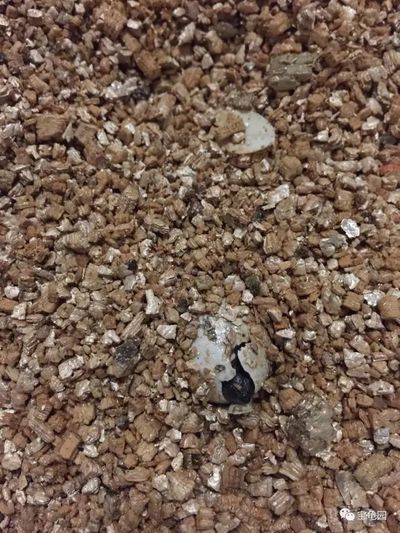 豬鼻龜蛋孵化技術要點和注意事項有哪些：怎么自己在家孵化烏龜蛋？