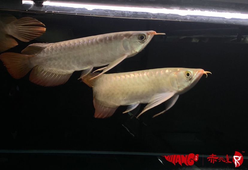 最新批次赤元素紅龍幼魚安全到達御瀾閣 最新批次赤元素紅龍幼魚安全到達御瀾閣 赤元素 第4張
