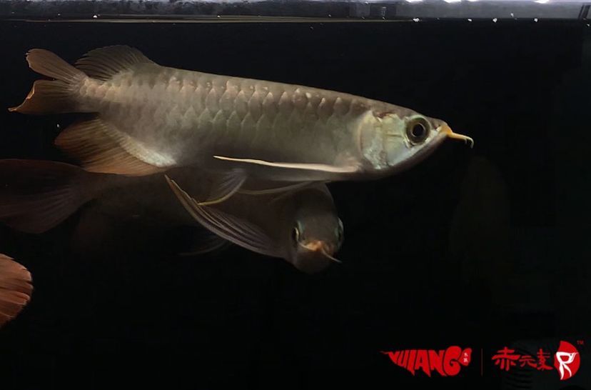 最新批次赤元素紅龍幼魚安全到達御瀾閣 最新批次赤元素紅龍幼魚安全到達御瀾閣 赤元素 第5張