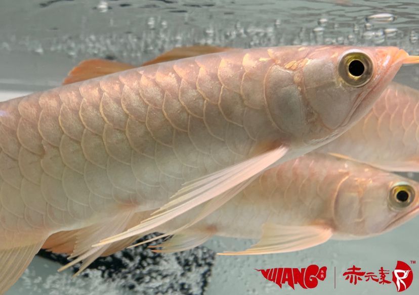 最新批次赤元素紅龍幼魚安全到達御瀾閣 最新批次赤元素紅龍幼魚安全到達御瀾閣 赤元素 第6張