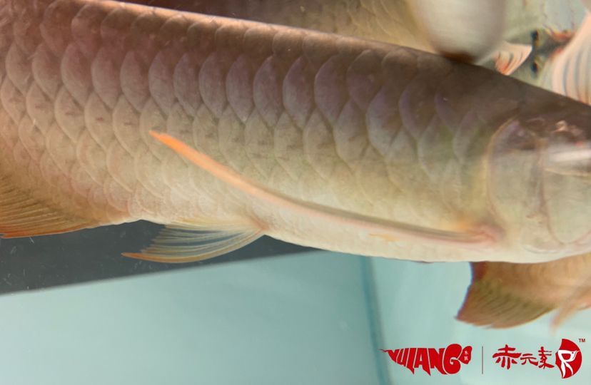 最新批次赤元素紅龍幼魚安全到達御瀾閣 最新批次赤元素紅龍幼魚安全到達御瀾閣 赤元素 第7張