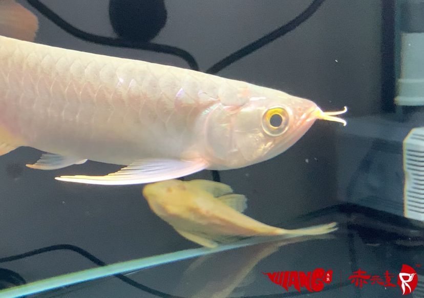 最新批次赤元素紅龍幼魚安全到達御瀾閣 最新批次赤元素紅龍幼魚安全到達御瀾閣 赤元素 第8張