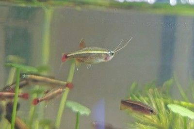 金龍魚胡子斷了一半:如何判斷金龍魚胡子是否傷害根部 金龍魚百科 第4張 金龍魚胡子斷了一半:如何判斷金龍魚胡子是否傷害根部 金龍魚胡子斷了一半:如何判斷金龍魚胡子是否傷害根部 金龍魚百科 第4張