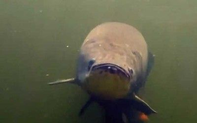 金龍魚胡子斷了一半:如何判斷金龍魚胡子是否傷害根部 金龍魚百科 第5張 金龍魚胡子斷了一半:如何判斷金龍魚胡子是否傷害根部 金龍魚胡子斷了一半:如何判斷金龍魚胡子是否傷害根部 金龍魚百科 第5張