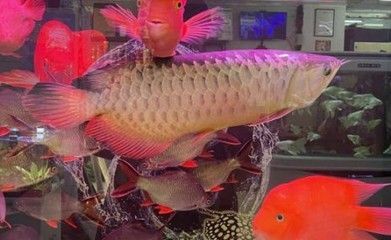 大型兇猛觀賞魚排名（大型兇猛觀賞魚的觀賞魚的品種有許多，羅漢魚兇猛是它的天性）