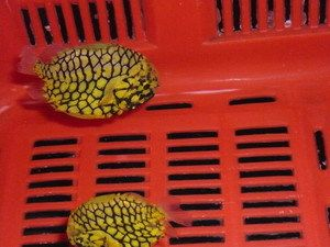 海南海水觀賞魚(yú)加盟店有哪些（海南海水觀賞魚(yú)加盟店可以從以下幾個(gè)方面進(jìn)行了解） 海南海水觀賞魚(yú)加盟店有哪些（海南海水觀賞魚(yú)加盟店可以從以下幾個(gè)方面進(jìn)行了解） 新加坡三巴旺 第4張