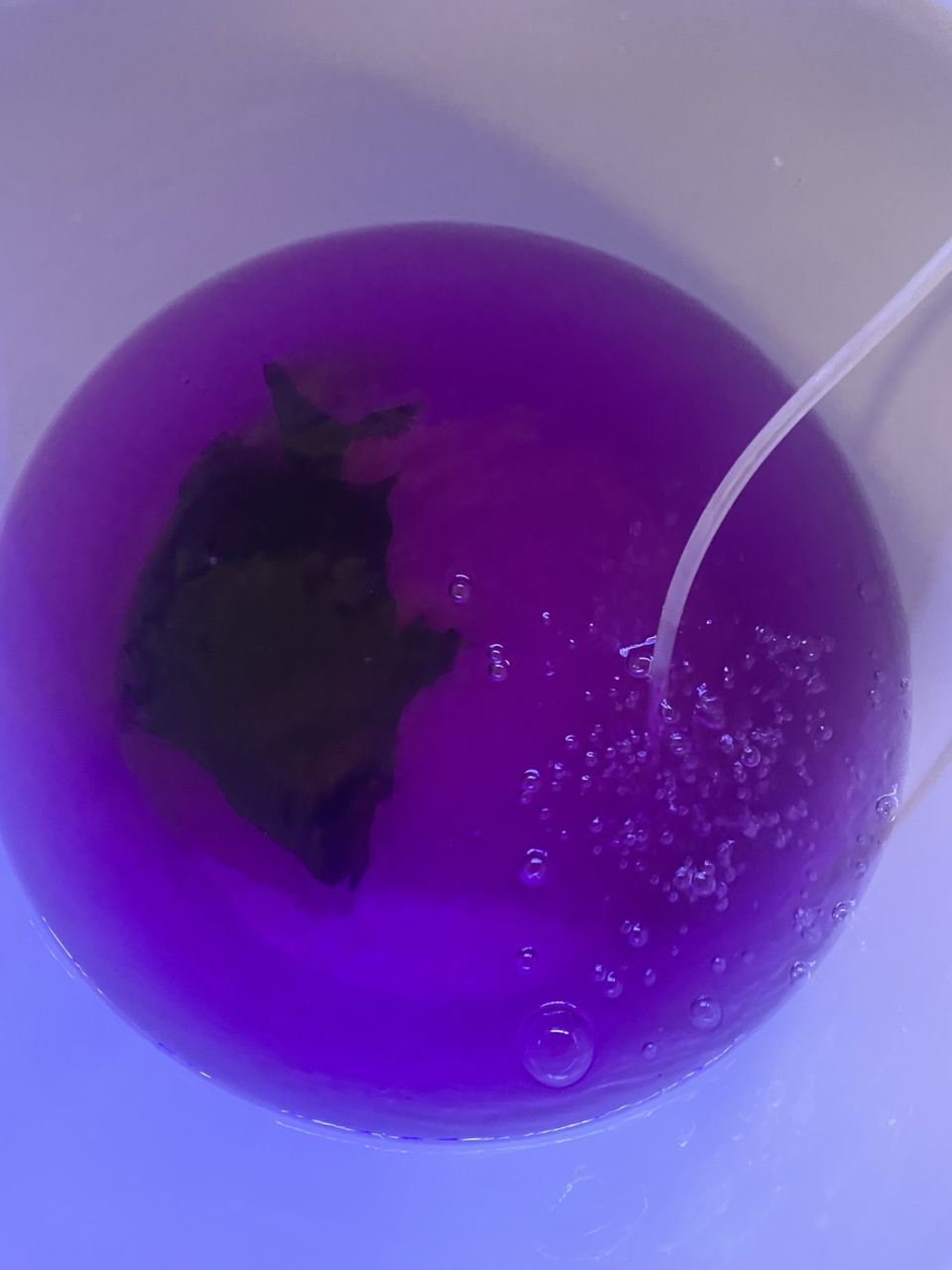 買虎魚