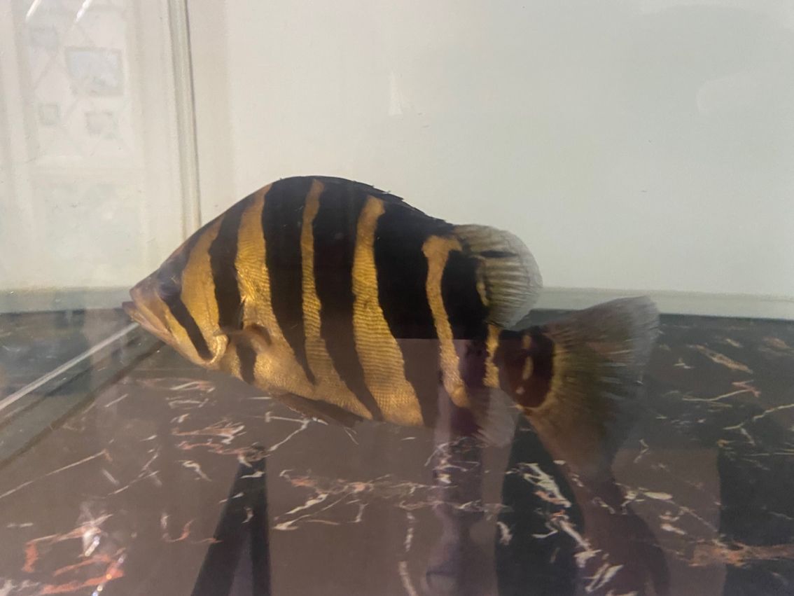買虎魚