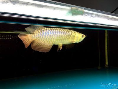 古典藍龍魚用什么燈好看呢 古典藍龍魚用什么燈好看呢 龍魚百科 第2張