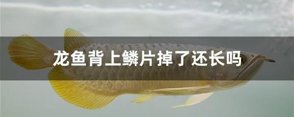 紅龍魚品牌推薦一下怎么寫文案：紅龍魚品牌對比評測紅龍魚市場價格趨勢紅龍魚市場價格趨勢
