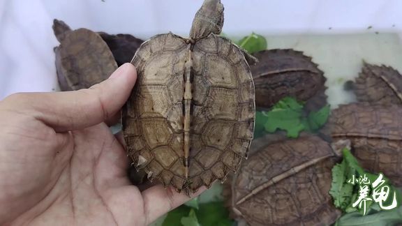 怎么樣選品質好的金龍魚苗呢：如何挑選品質優良的金龍魚苗