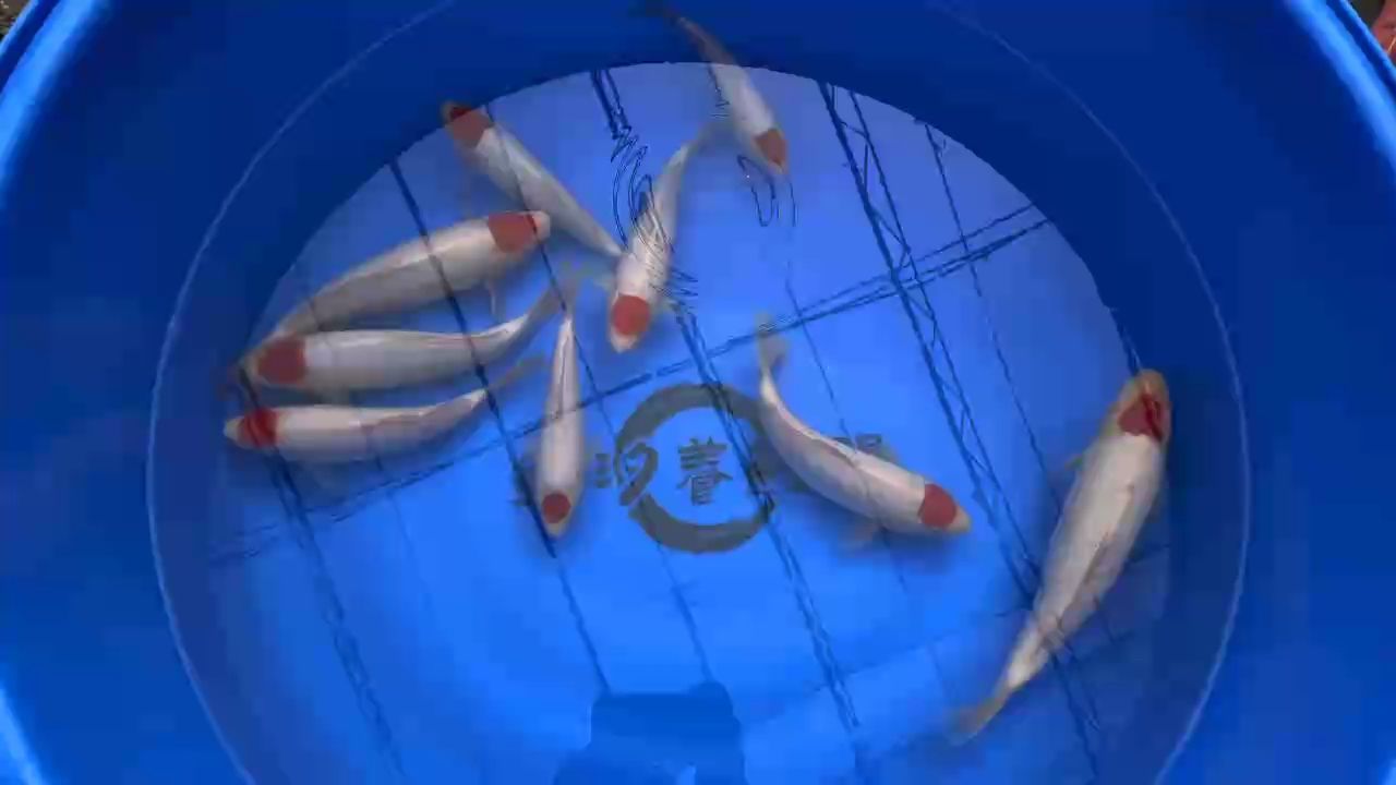 單頂錦鯉