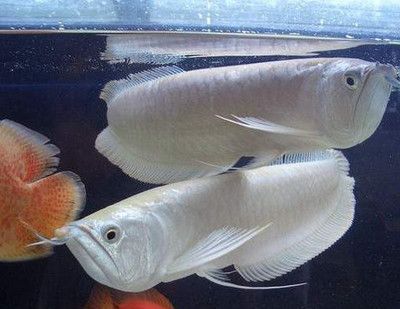 觀賞魚小白魚怎么養殖（觀賞魚小白魚的養殖技術） 觀賞魚小白魚怎么養殖（觀賞魚小白魚的養殖技術） 印尼大湖漁場產業聯盟 第4張