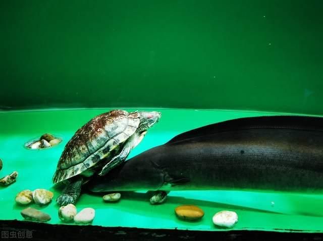 紅龍魚身上有黑斑是怎么回事：紅龍魚身上出現黑斑可能由多種因素引起紅龍魚黑斑病的治療方案