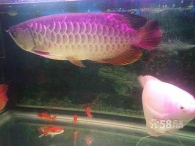 虎門賣觀賞魚的地方（虎門賣觀賞魚的地點）