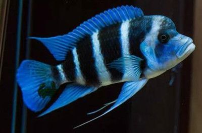 1米魚缸養幾條薩伊藍鯉魚好：1米長的魚缸適合養什么樣的魚？