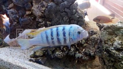 1米魚缸養幾條薩伊藍鯉魚好：1米長的魚缸適合養什么樣的魚？
