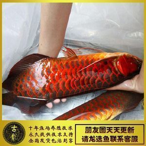 金龍魚和紅龍魚有什么區別呢，金龍魚與紅龍魚的區別